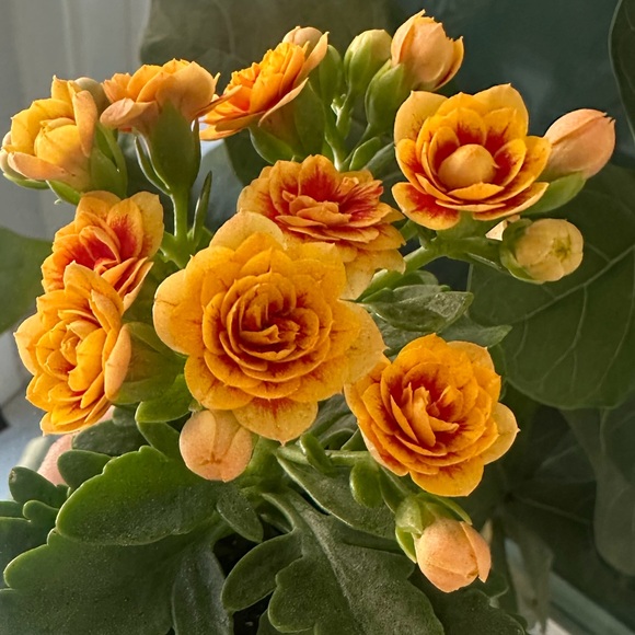 solasia12